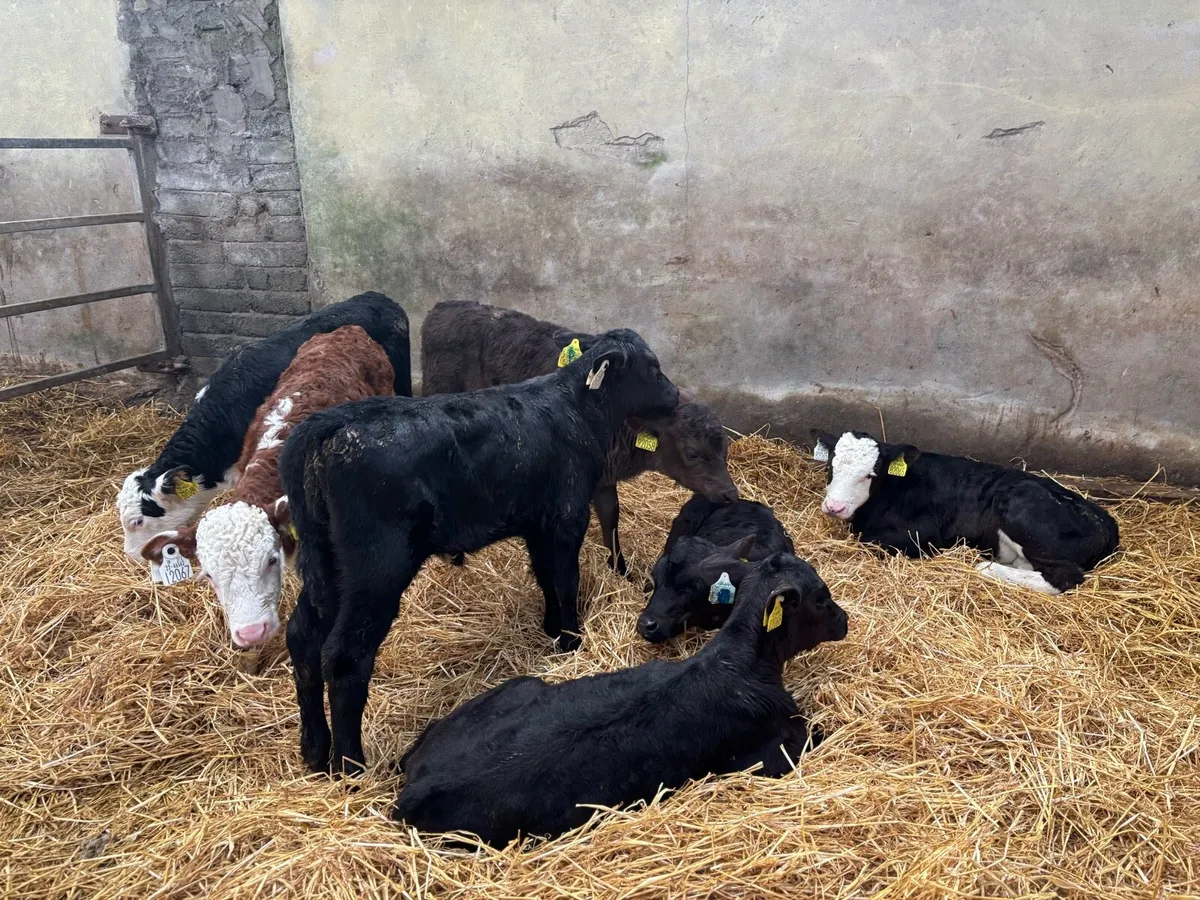 Calves - Image 2