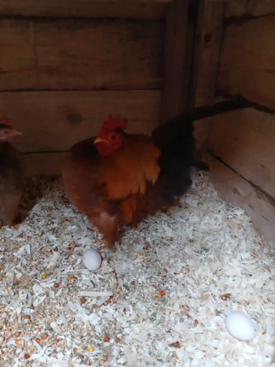 Seramas barred wyandotte bantams - Image 1