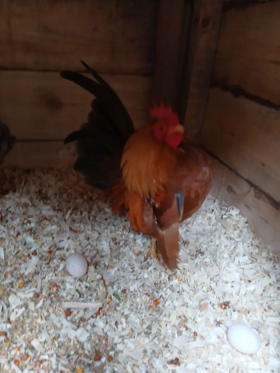 Seramas barred wyandotte bantams - Image 2