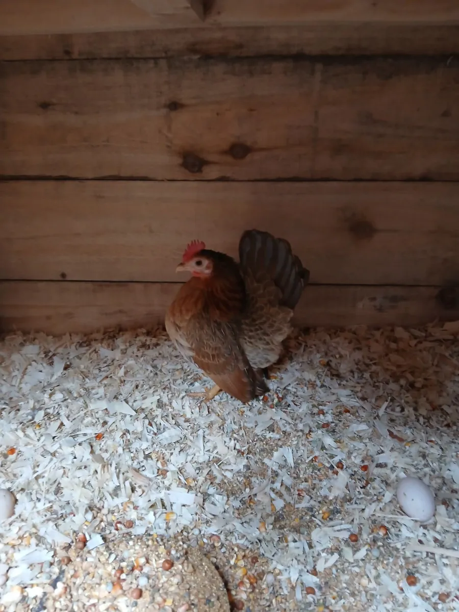 Seramas barred wyandotte bantams - Image 3