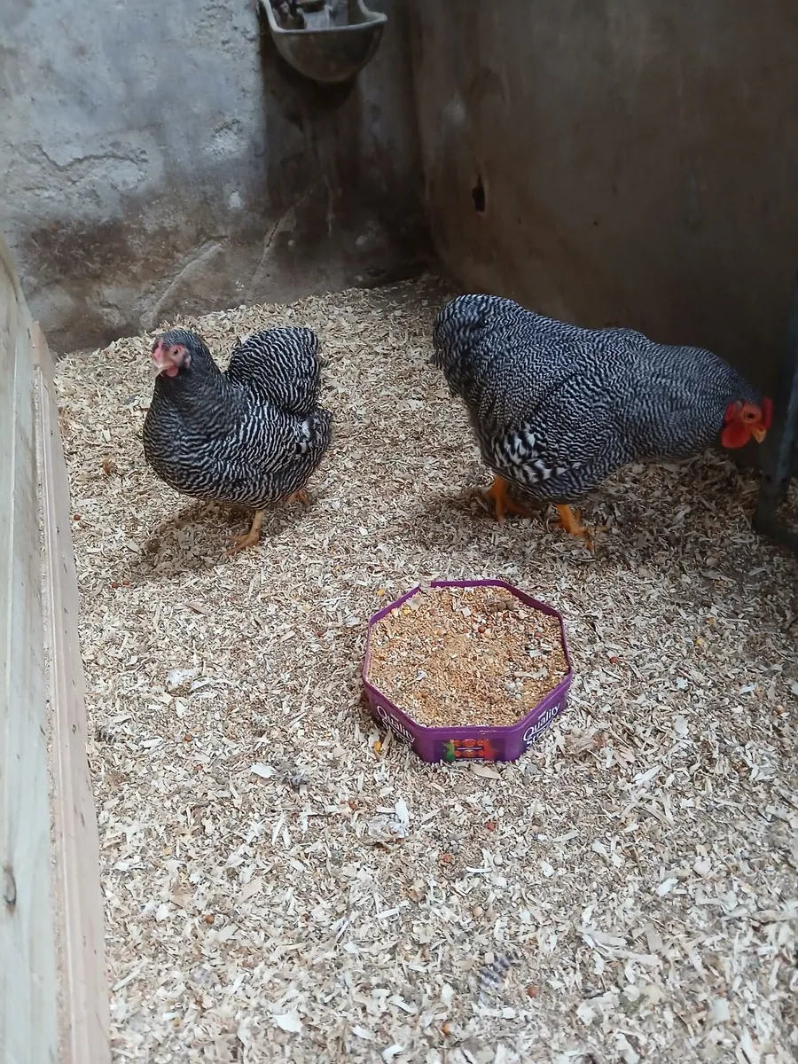 Seramas barred wyandotte bantams - Image 4