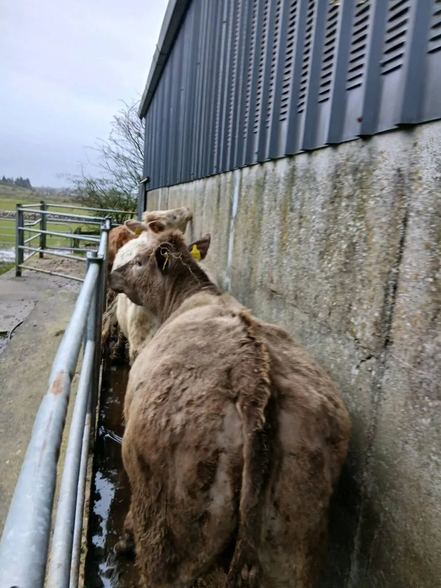 8 Quality CH heifers - Image 4