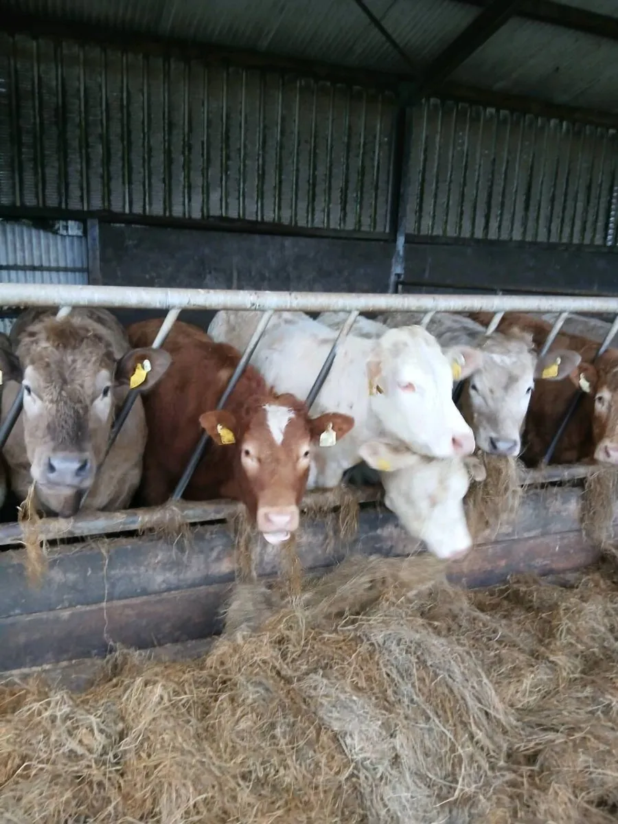 8 Quality CH heifers - Image 1