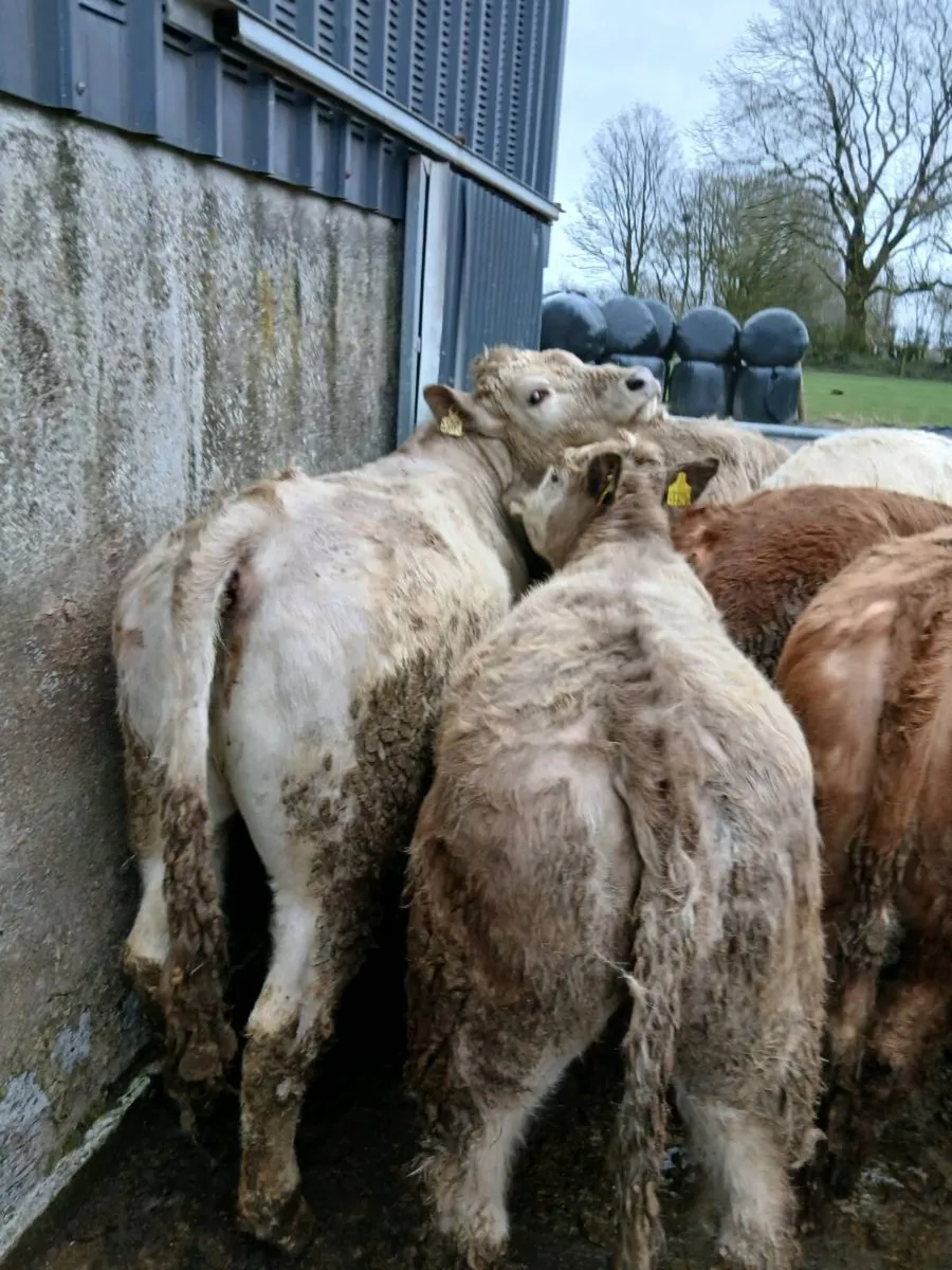 8 Quality CH heifers - Image 2