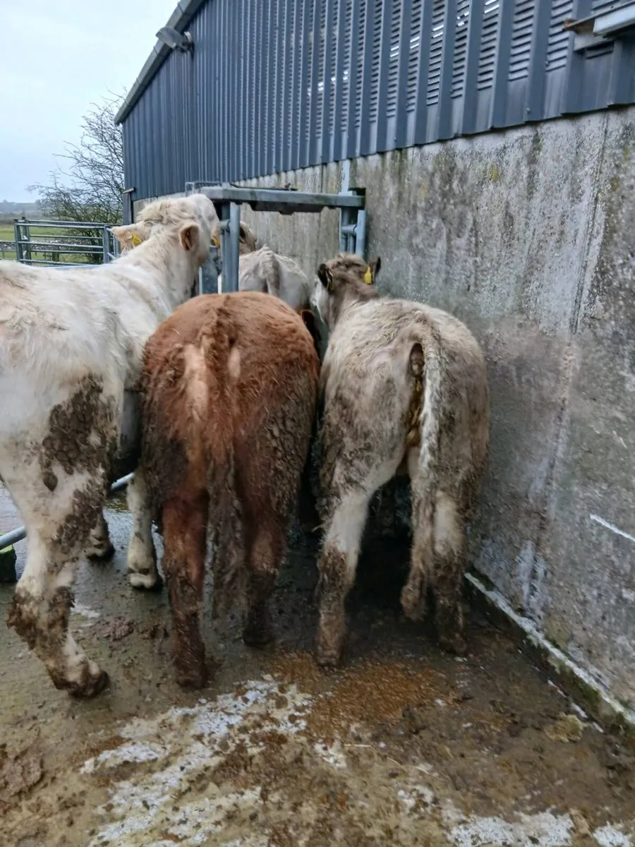 8 Quality CH heifers - Image 3