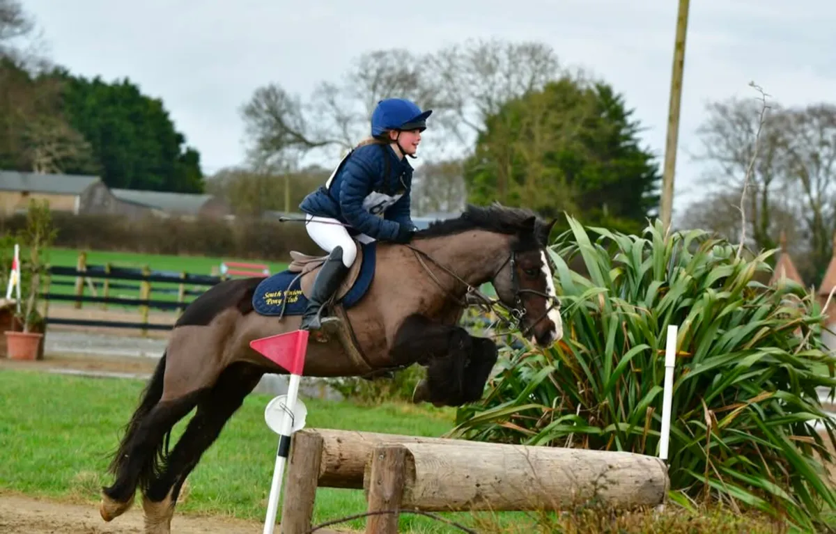 Hunting Pony - Image 2