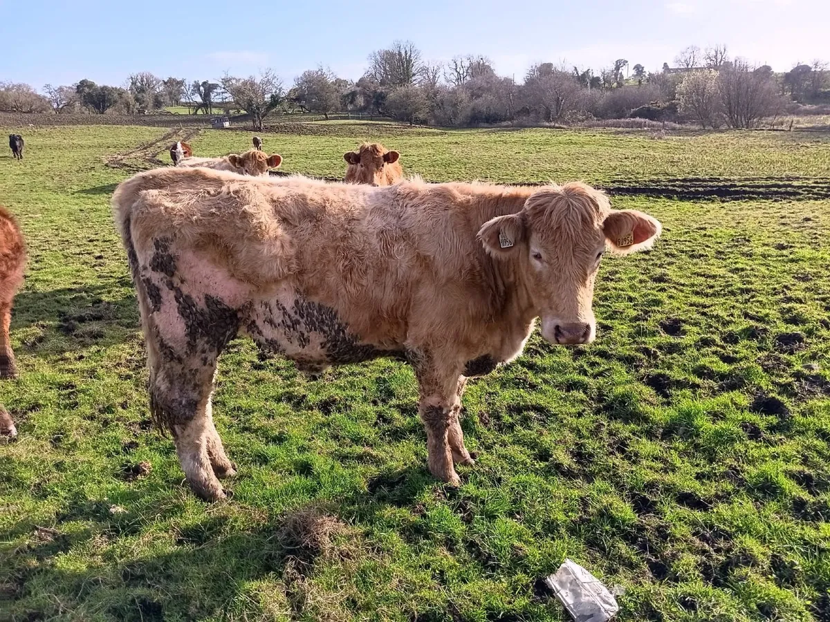 ORGANIC STORES - Image 3