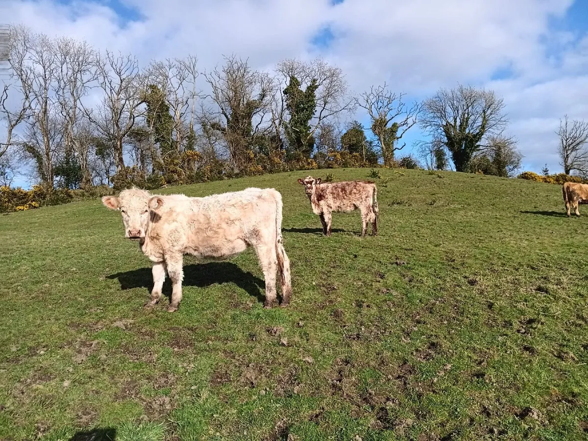 ORGANIC STORES - Image 4