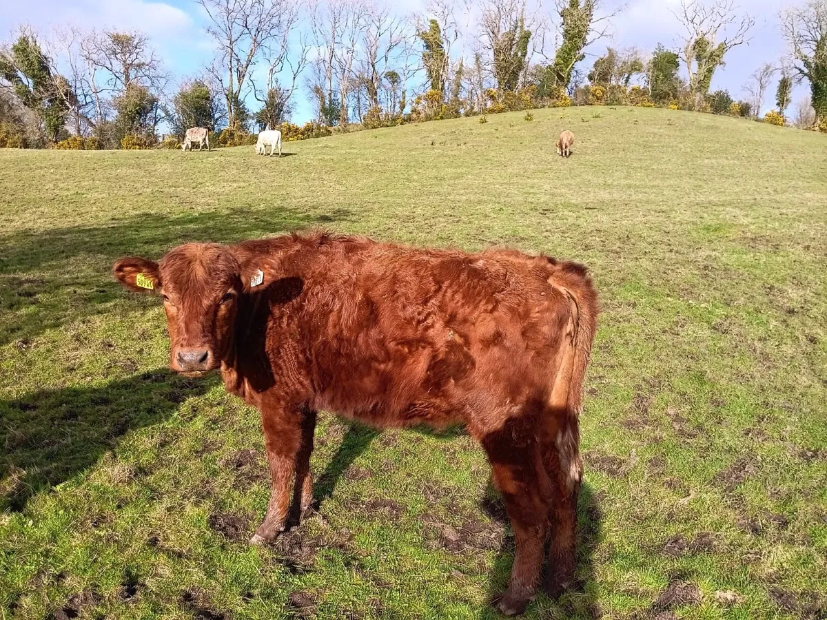 ORGANIC STORES - Image 1