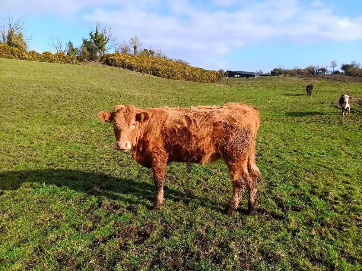 ORGANIC STORES - Image 2