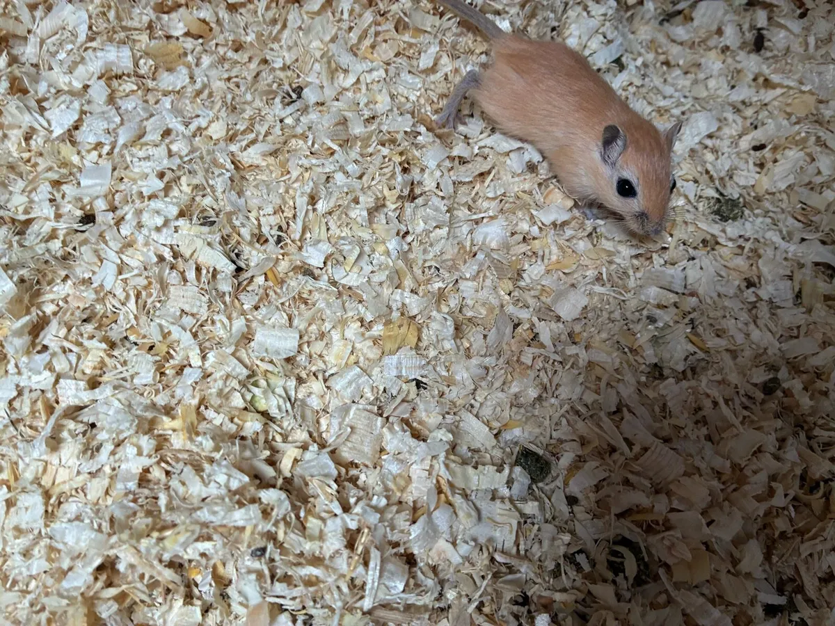 Baby miniature hamsters, rabbits and gerbils - Image 2