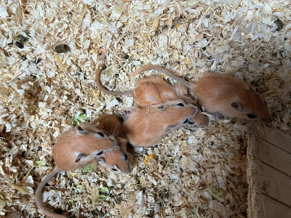 Baby miniature hamsters, rabbits and gerbils - Image 3