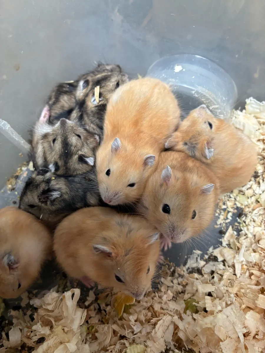 Baby miniature hamsters, rabbits and gerbils - Image 1