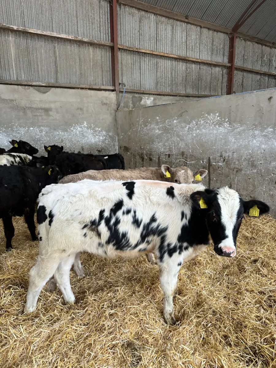 Lim Charolais and blue bullocks - Image 3