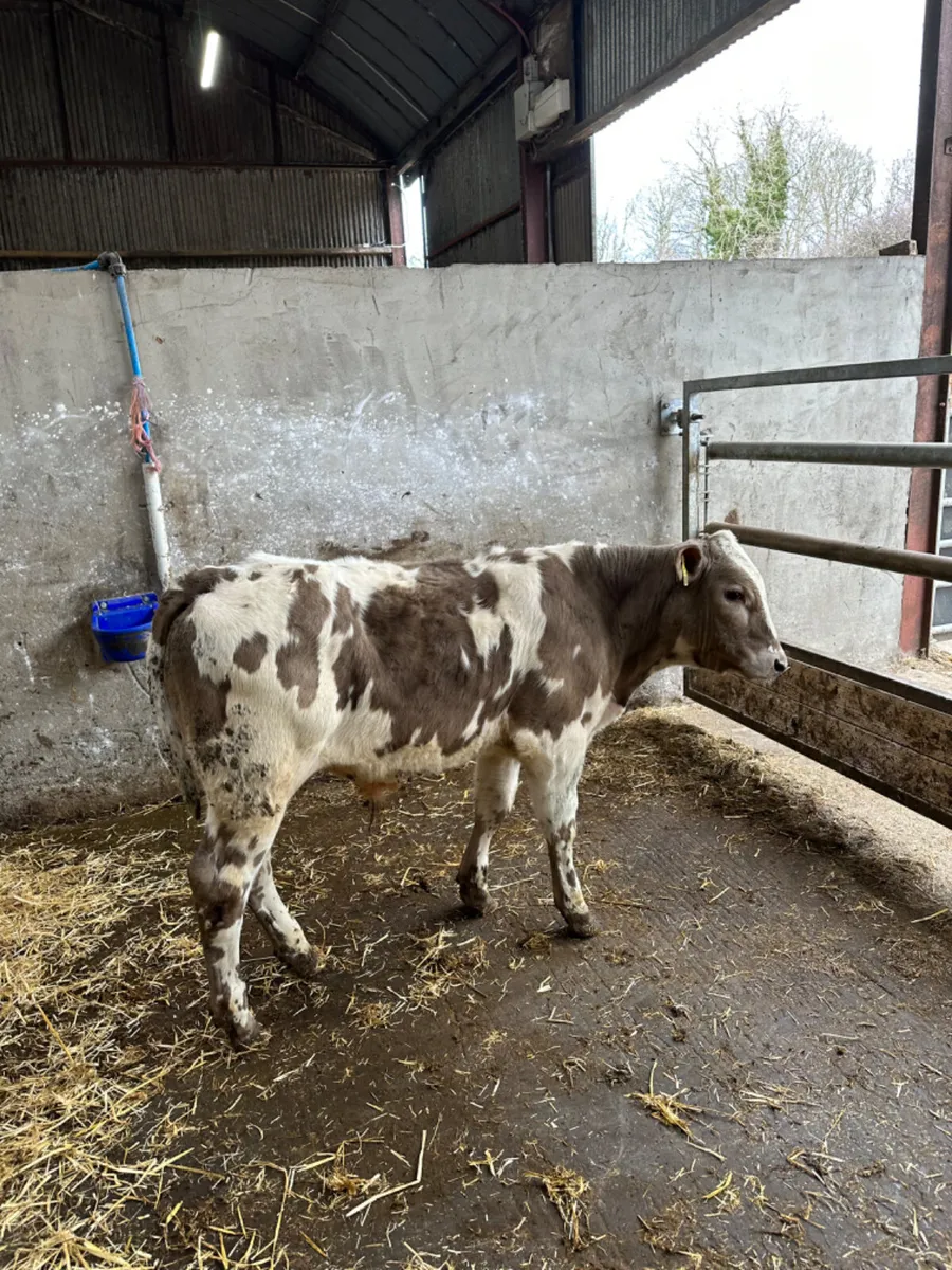 Lim Charolais and blue bullocks - Image 2