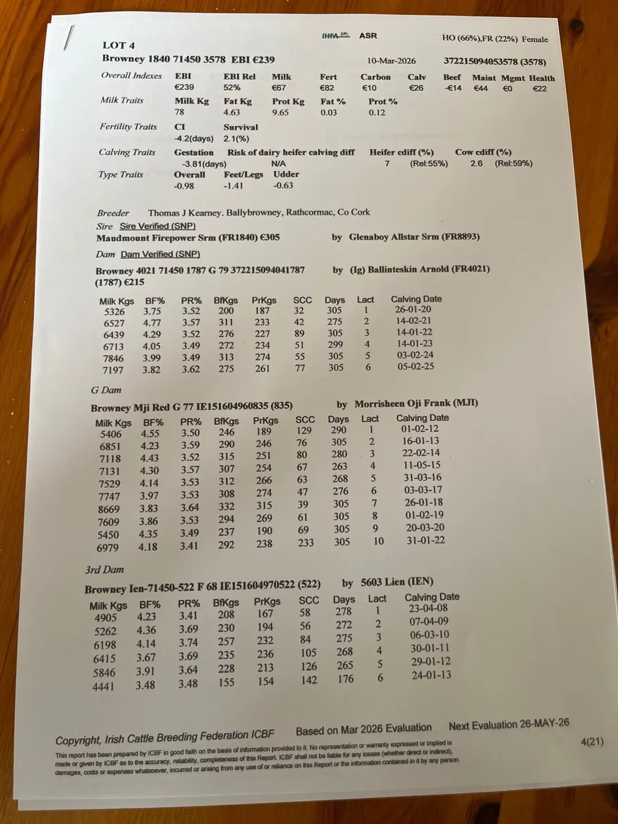 Pedigree Registered High EBI Calves - Image 2
