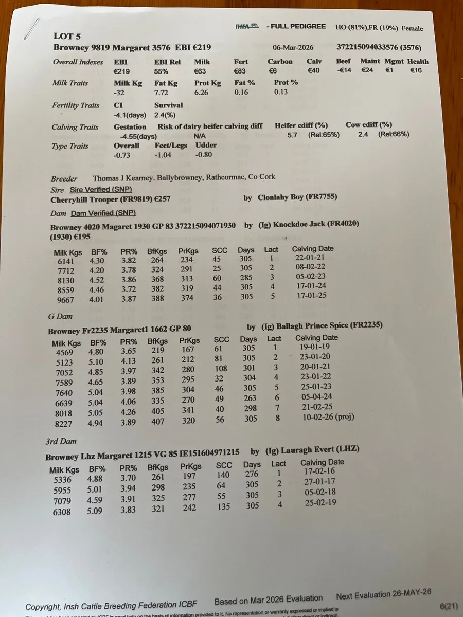 Pedigree Registered High EBI Calves - Image 3