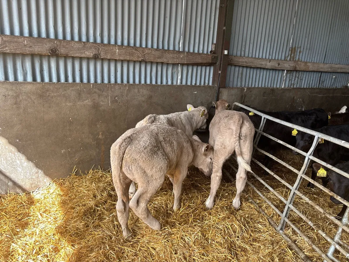 3 super charlaois bull runners - Image 4