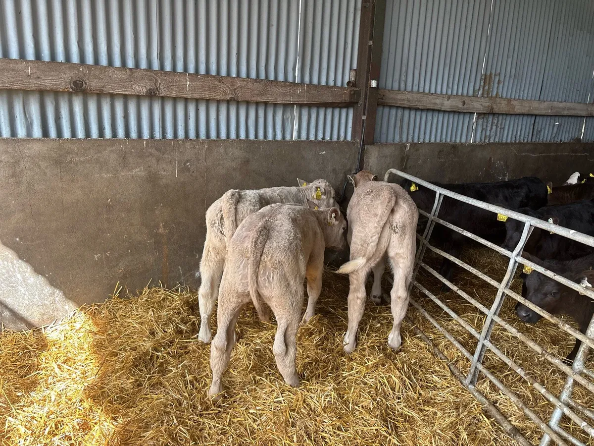 3 super charlaois bull runners - Image 3