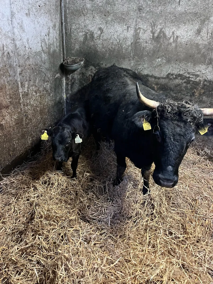 Pedigree Dexters - Image 3