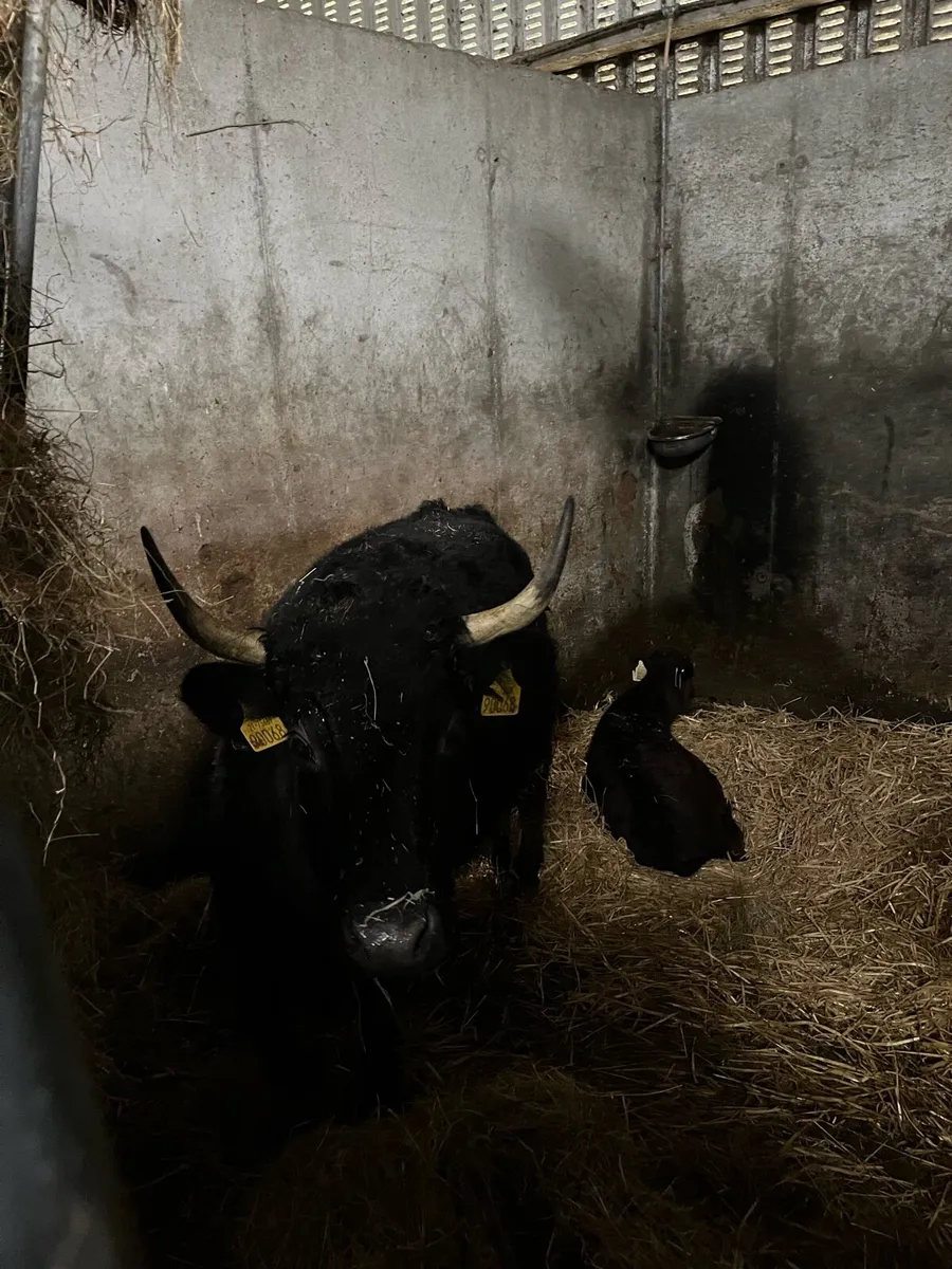 Pedigree Dexters - Image 1