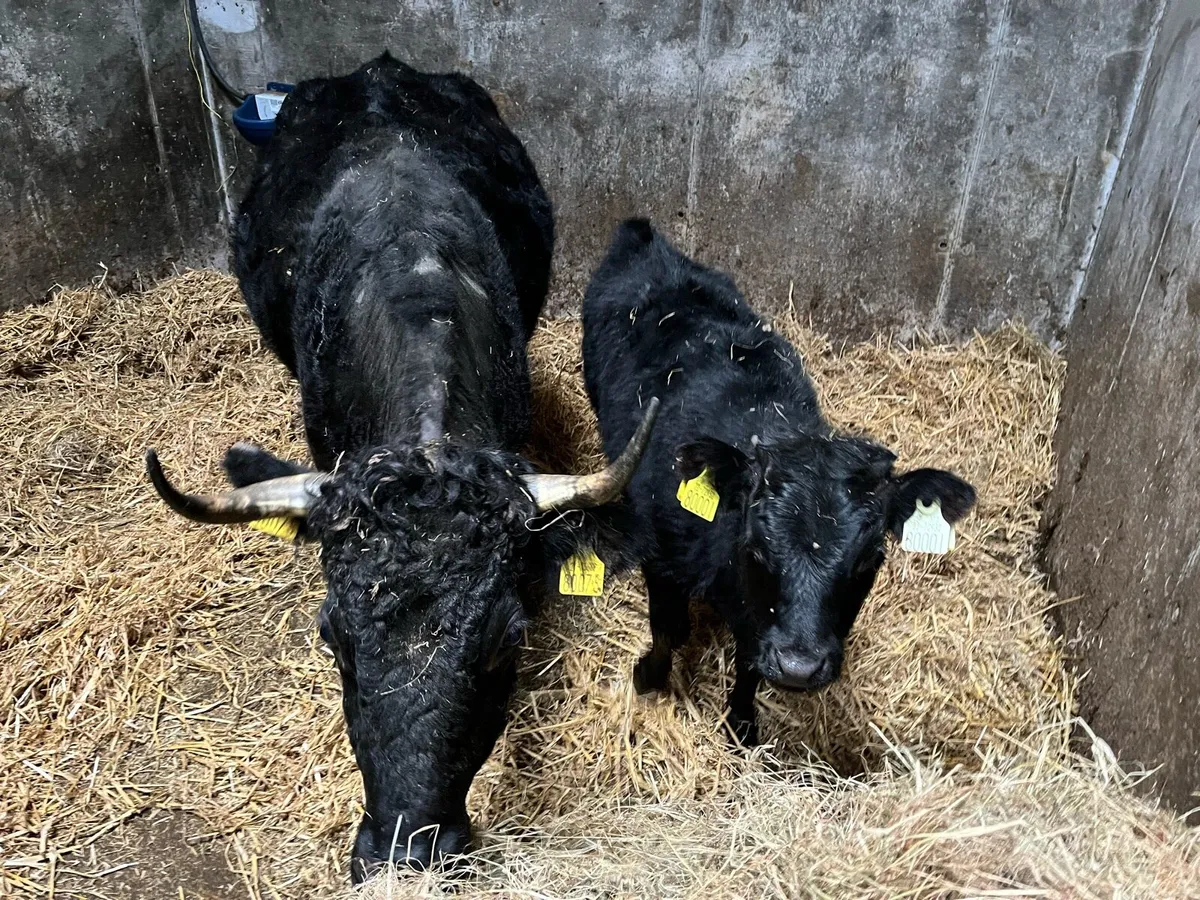 Pedigree Dexters - Image 2