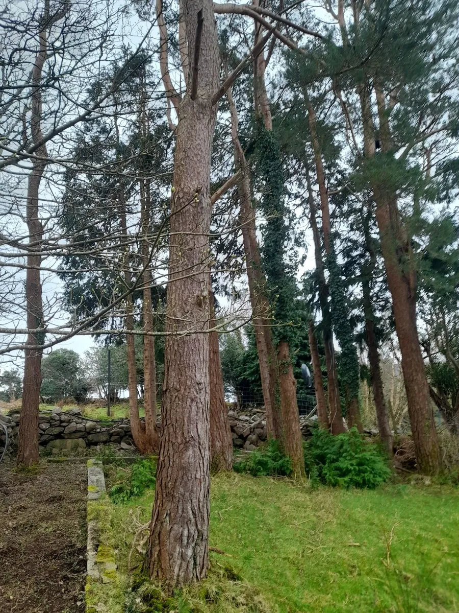 2 large OAK TREES STANDINGin in Glenbeigh - Image 2