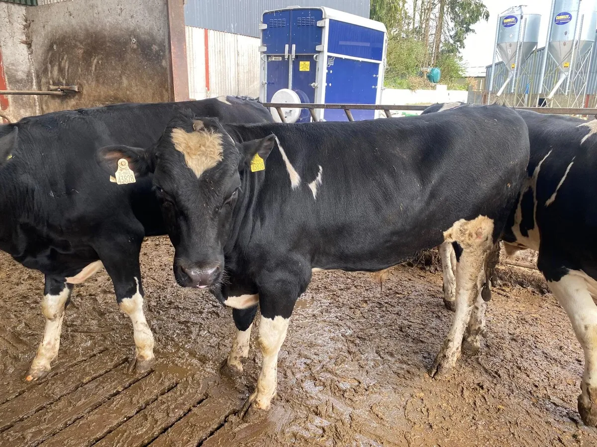 Friesian Bulls - Image 2