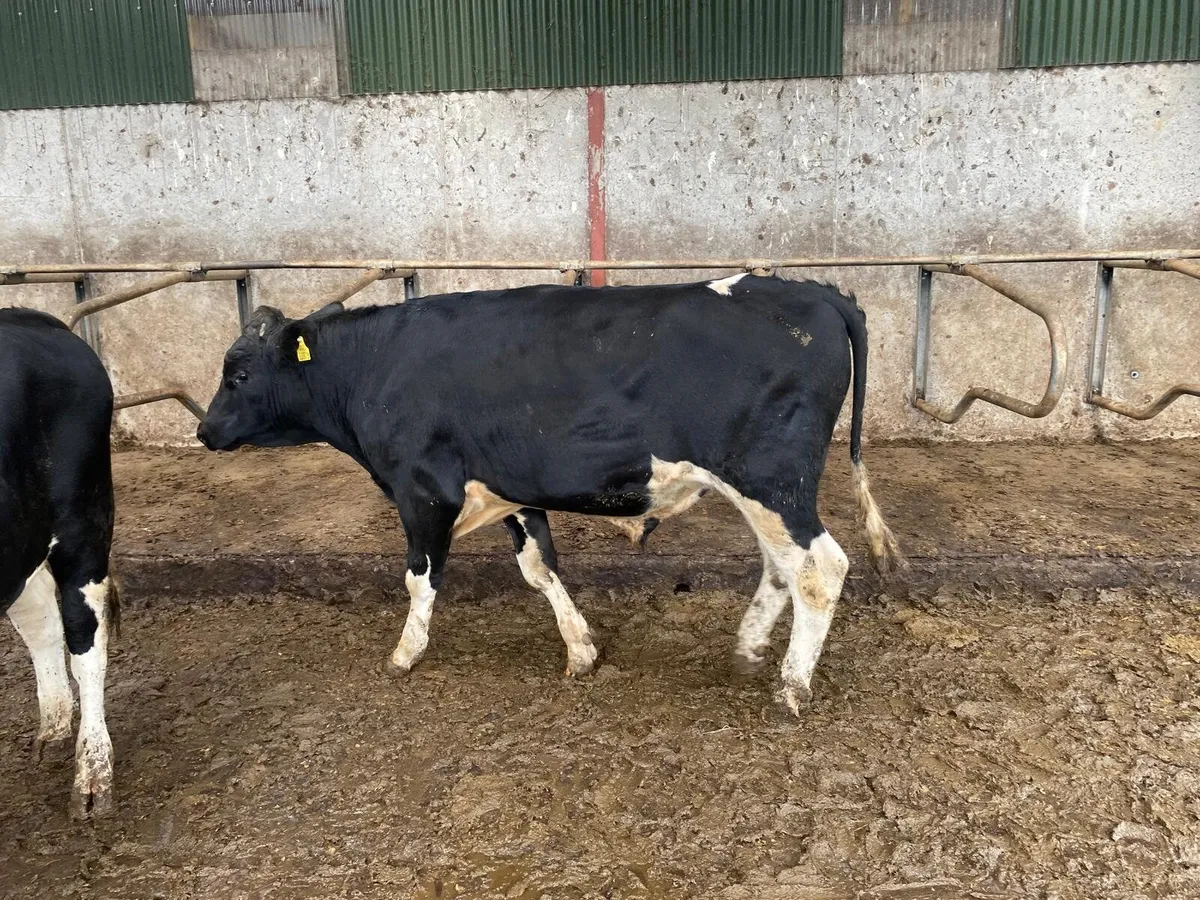 Friesian Bulls - Image 3