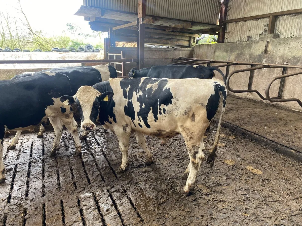 Friesian Bulls - Image 4