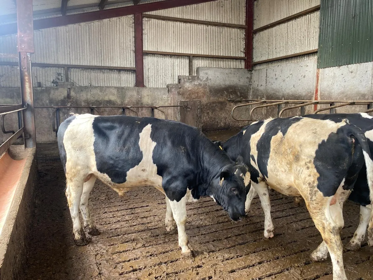 Friesian Bulls - Image 1