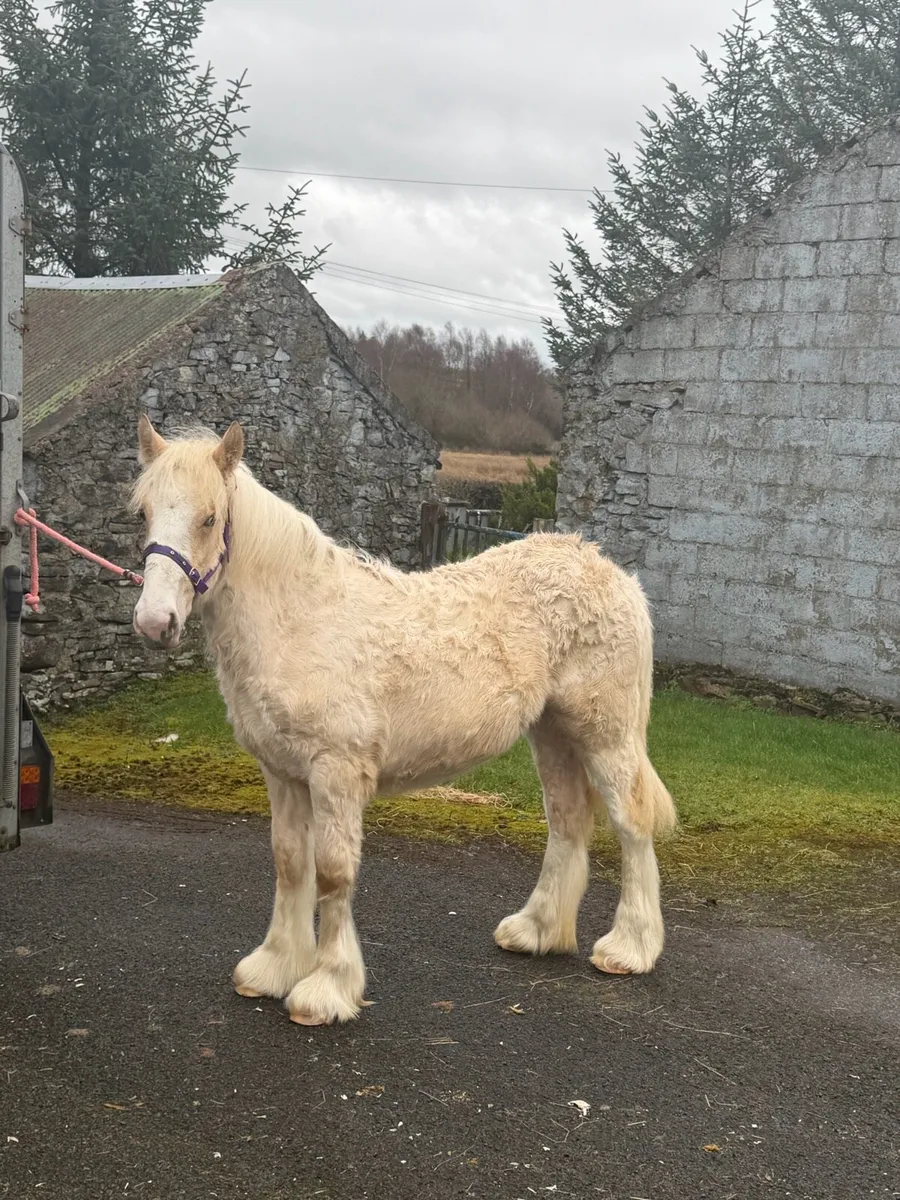 10mth old palomino filly - Image 1