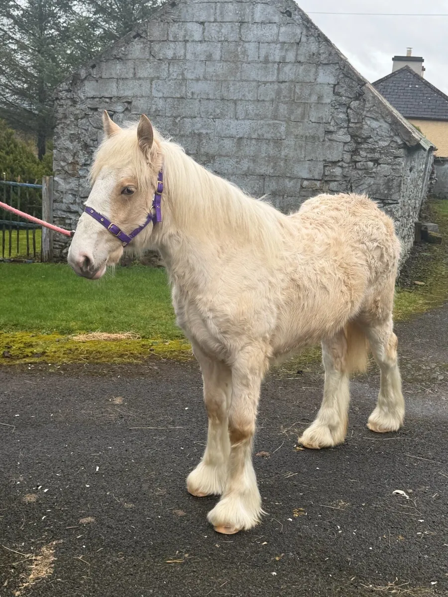 10mth old palomino filly - Image 3