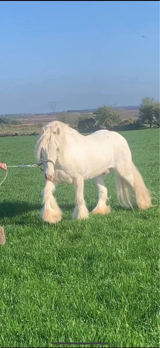 10mth old palomino filly - Image 4
