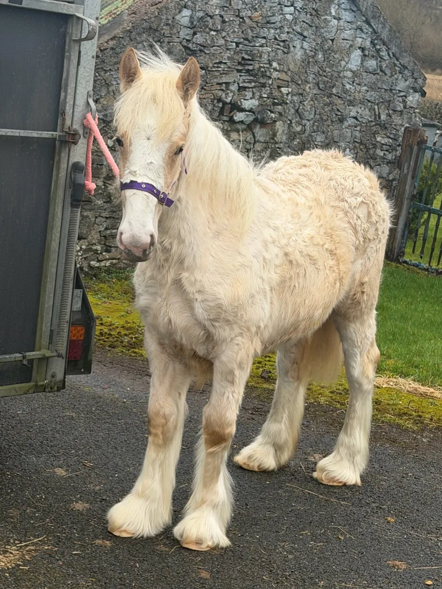 10mth old palomino filly - Image 2