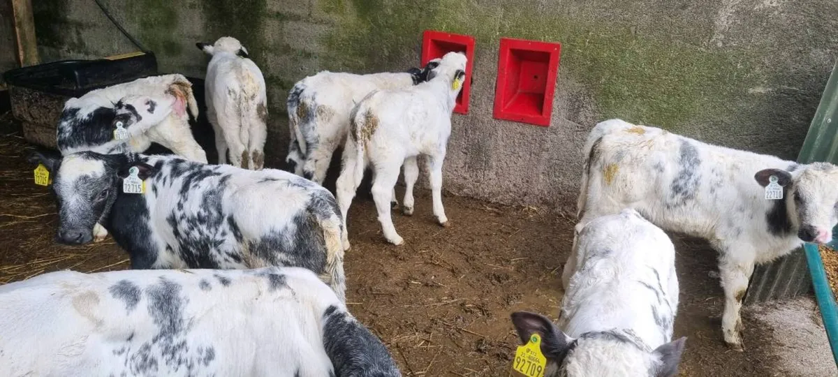 24 Belgian Blue - Image 2