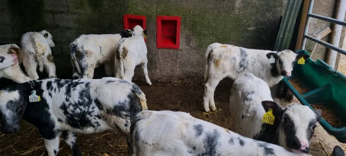 24 Belgian Blue - Image 3