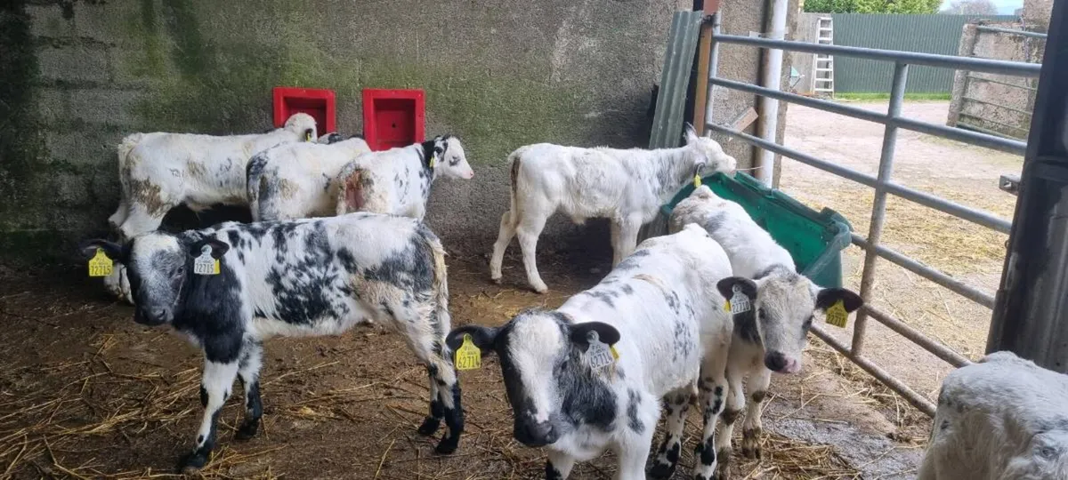 24 Belgian Blue - Image 1