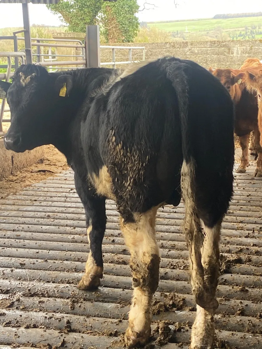 12 Bullocks - Image 3