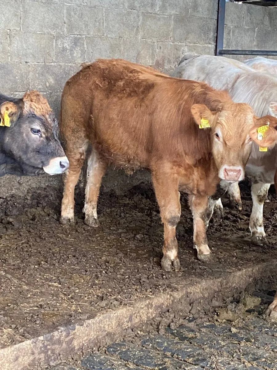 12 Bullocks - Image 4