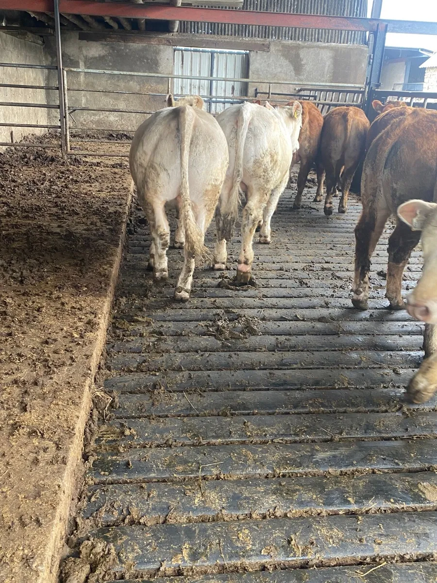 12 Bullocks - Image 1