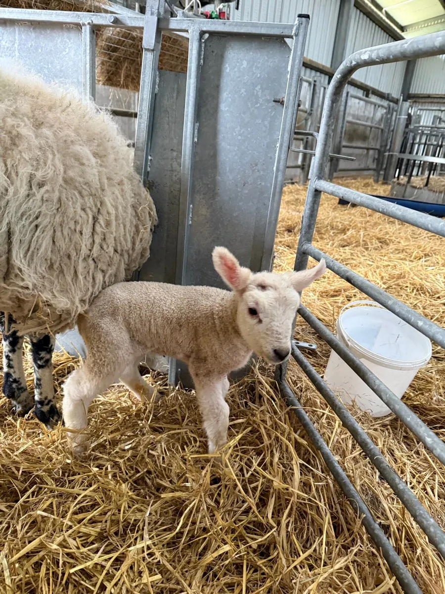 Texel Mule foster lamb - Image 1