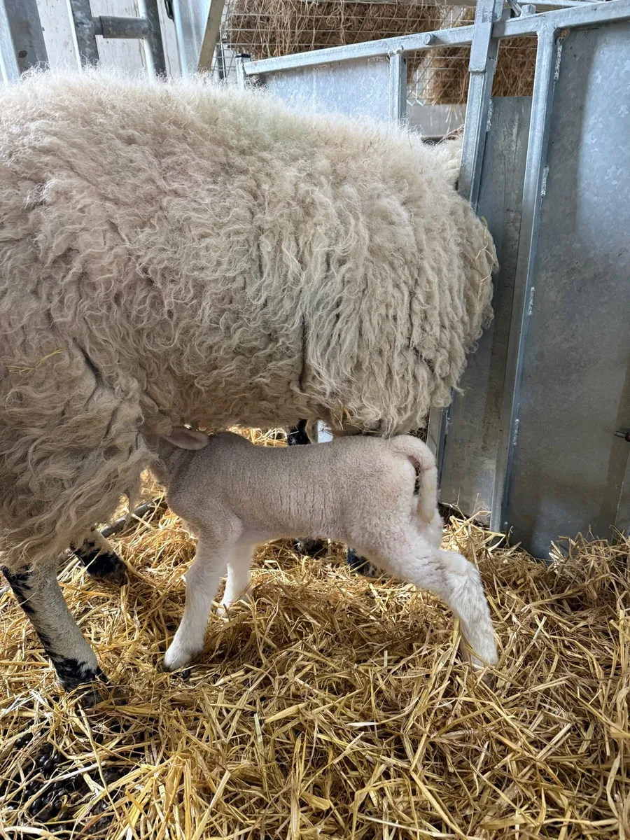 Texel Mule foster lamb - Image 2