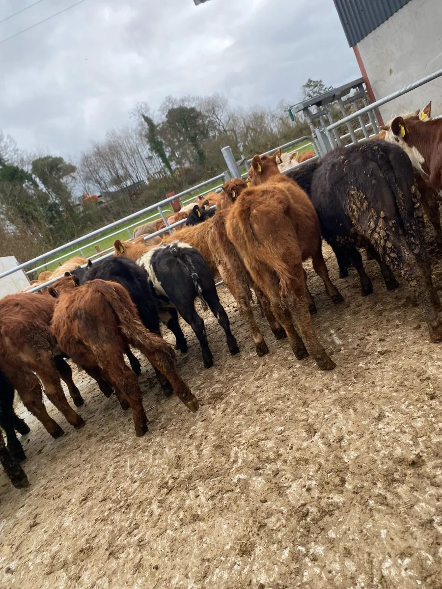 12 suckler bred heifer weanlings - Image 1