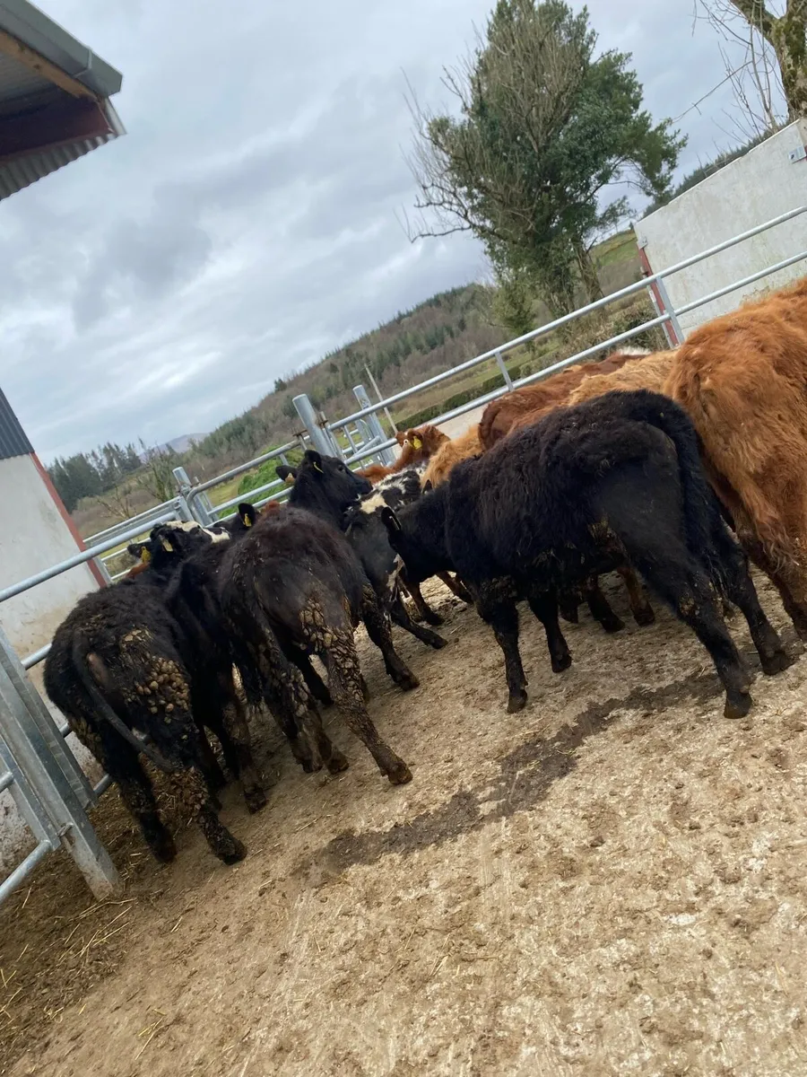 12 suckler bred heifer weanlings - Image 2
