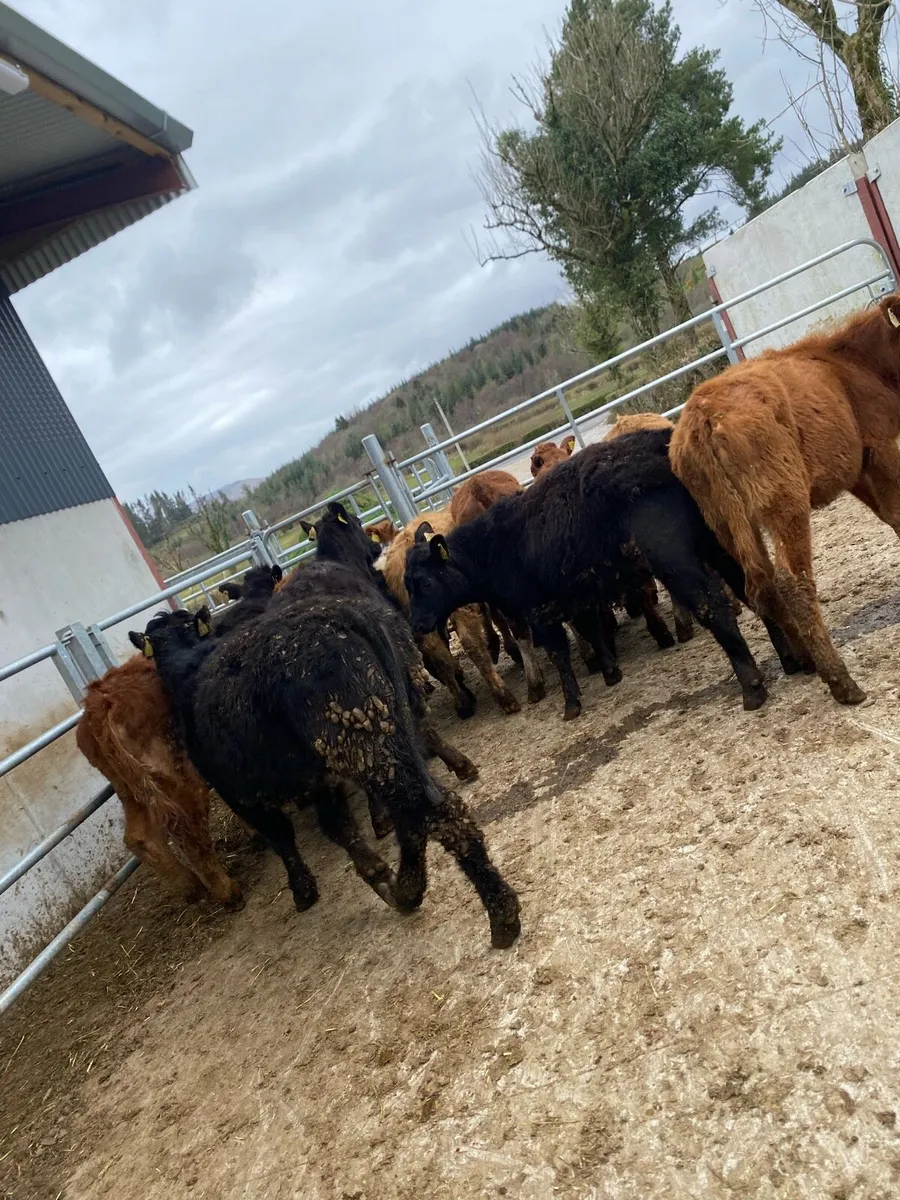 12 suckler bred heifer weanlings - Image 3