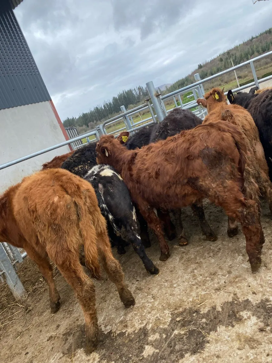12 suckler bred heifer weanlings - Image 4
