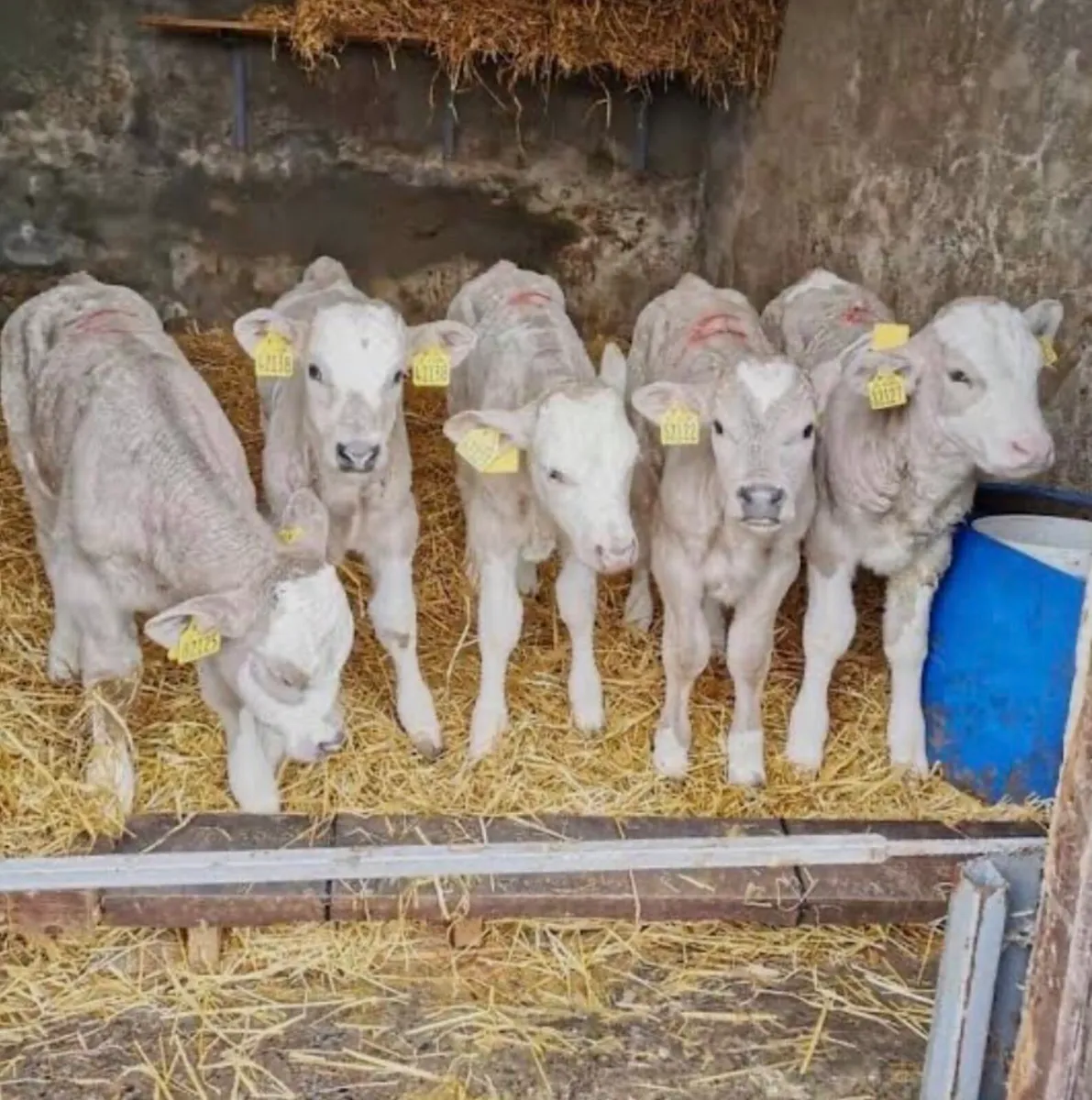 Charlaois calves off good British Friesan Co