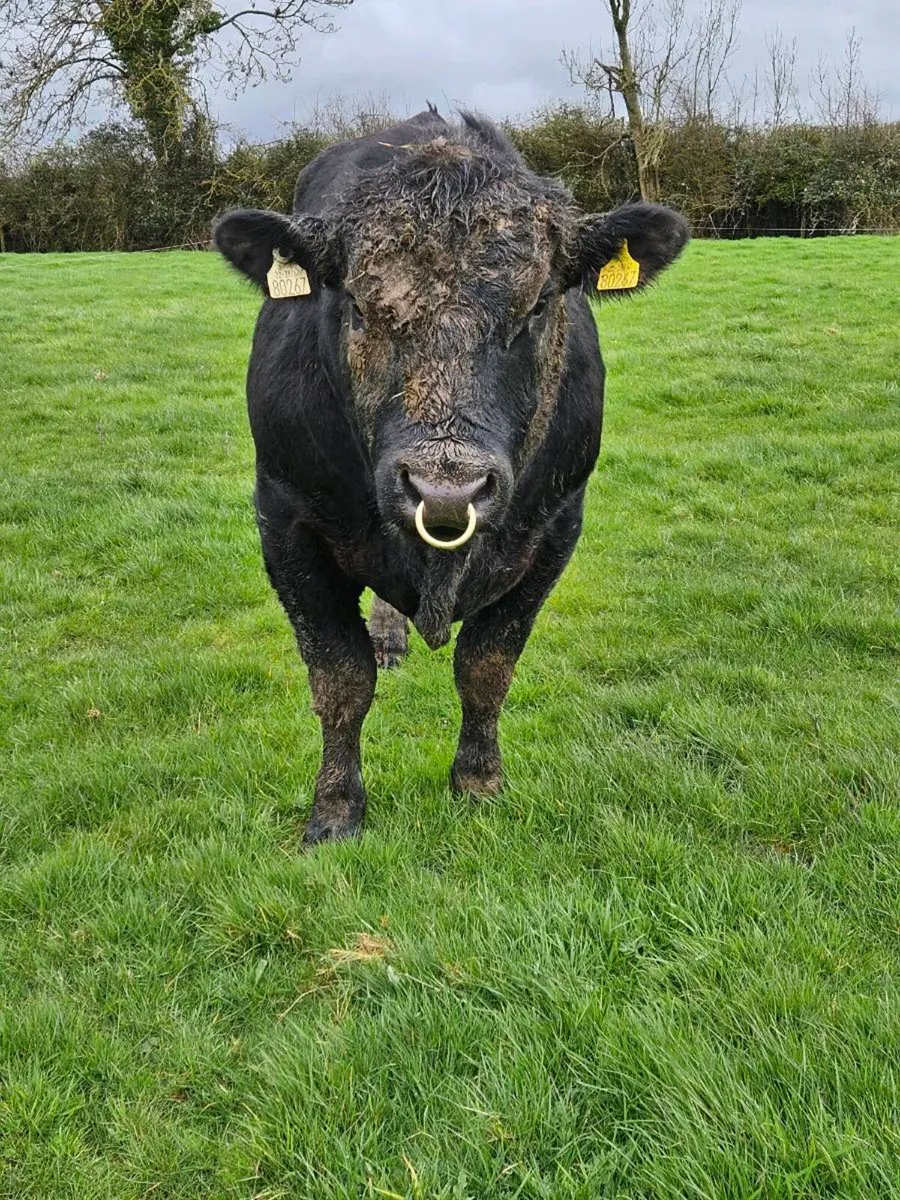 Angus bulls - Image 1