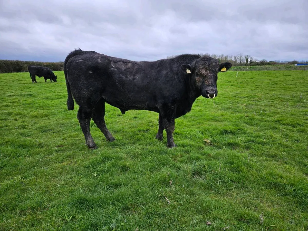 Angus bulls - Image 2